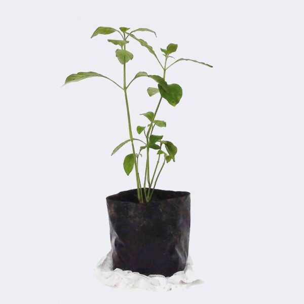 plant2 free img plant2 free img